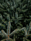 The Origin of the Christmas Tree