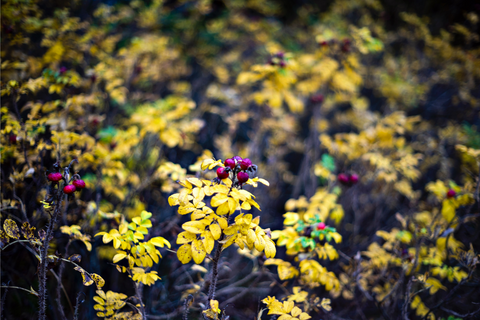 The Rosehip Harvest