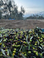 Olive Oil Tasting with Savino of Giannella | 5 Sept | 7:30PM